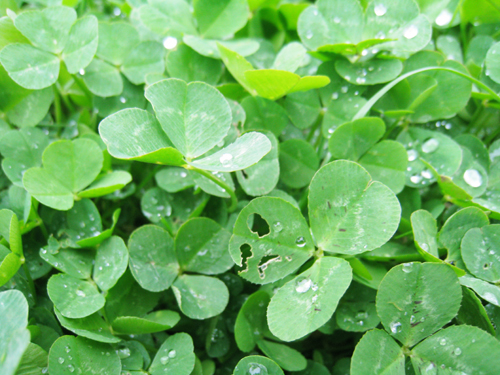 王子が撮ったクローバー