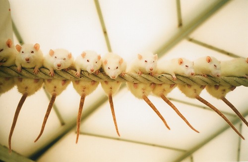 野毛山のねずみ