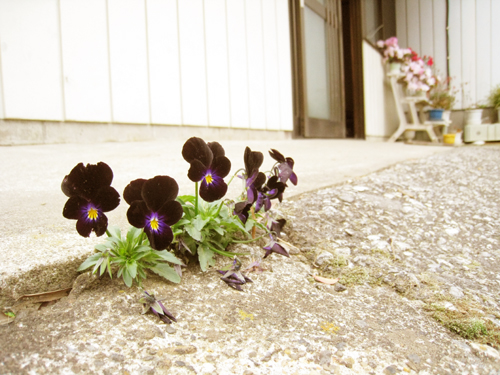 ビオラですか？