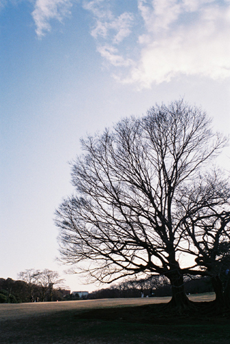根岸森林公園の木