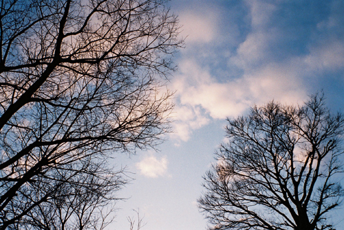 根岸森林公園の木