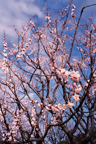 根岸森林公園の梅