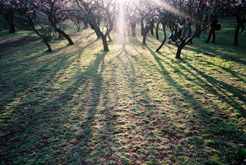 根岸森林公園の梅林