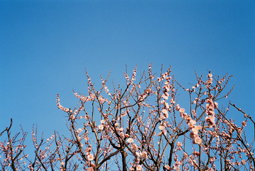 根岸森林公園の梅