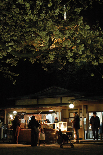 三渓園夜桜