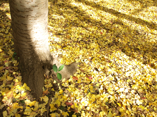 森林公園のイチョウ