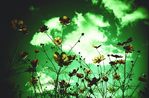 クロスプロセスコスモス