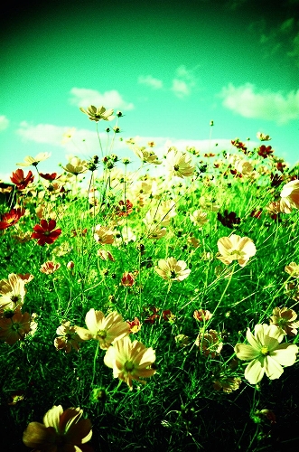 クロスプロセスコスモスⅡ