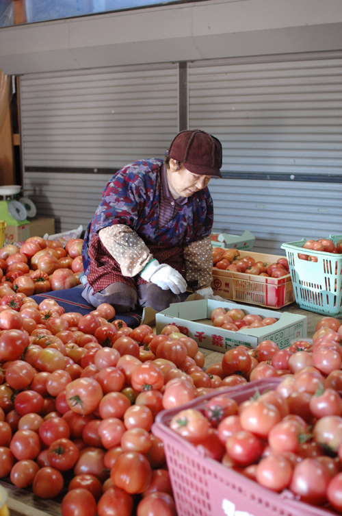 トマトに囲まれるおばさん