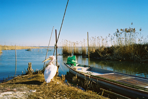 印旛沼のペリカン