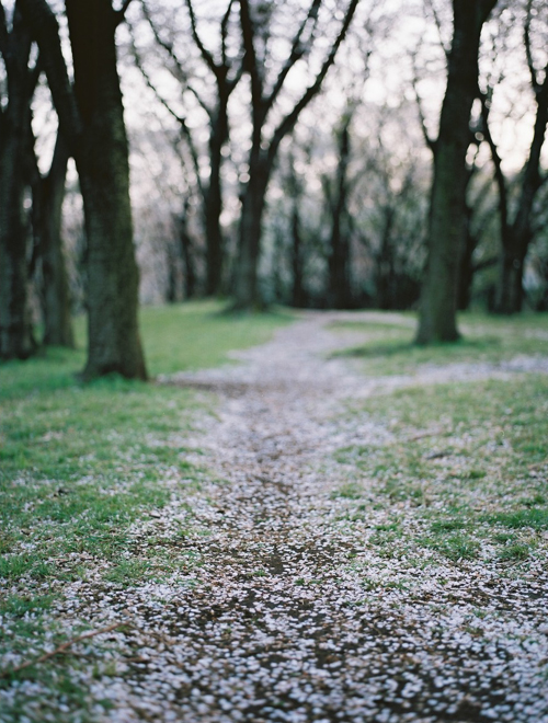 根岸森林公園 散る桜