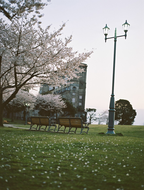根岸森林公園 競馬場 桜