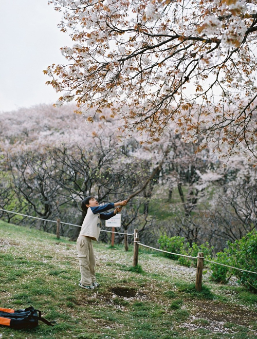桜を散らす王子