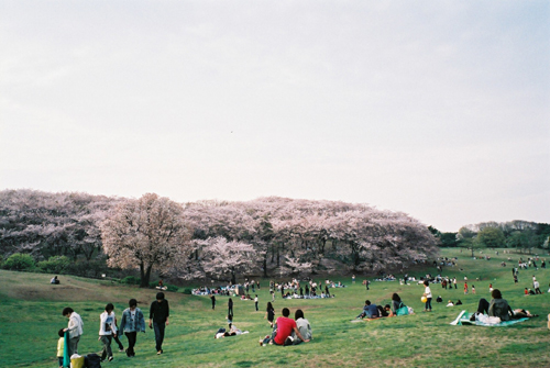 根岸森林公園桜