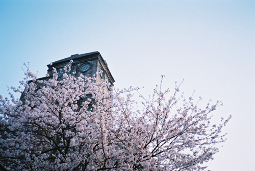 根岸森林公園競馬場桜
