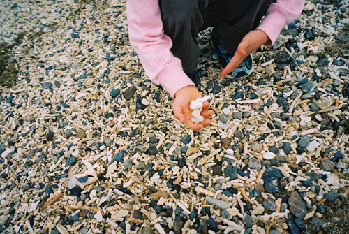 サンゴのかけら