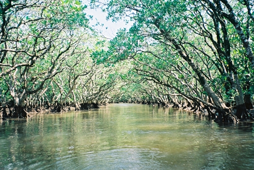 マングローブカヌー