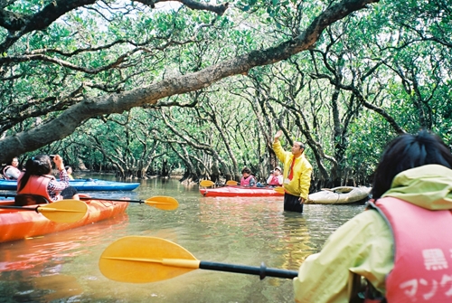 マングローブの説明