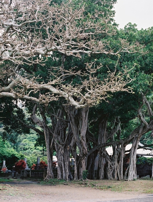 於斉のガジュマル