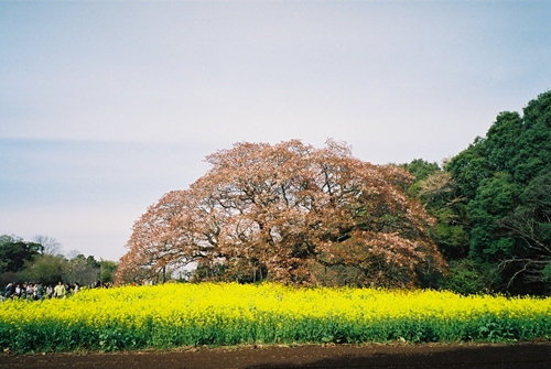 吉高の大桜