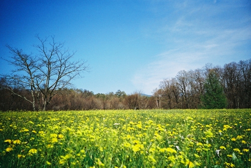 尖石遺跡　たんぽぽ