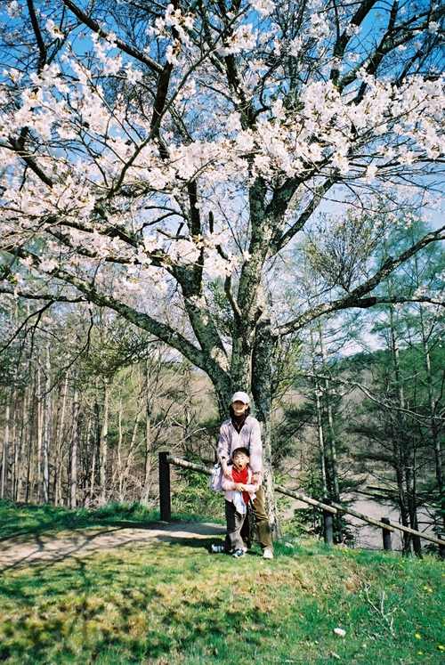 尖石遺跡の桜の木の下で