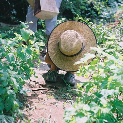 ブルーベリーピッキング