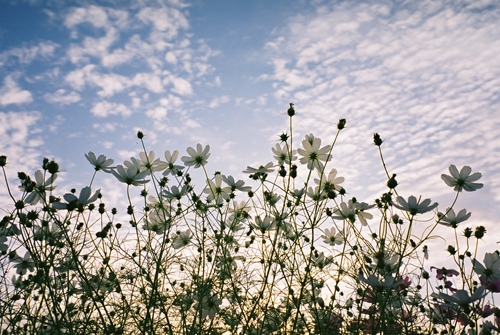 印旛村コスモス