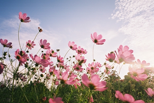 印旛沼コスモス