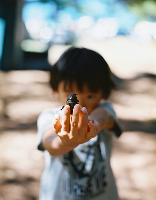 本栖湖のカブトムシ