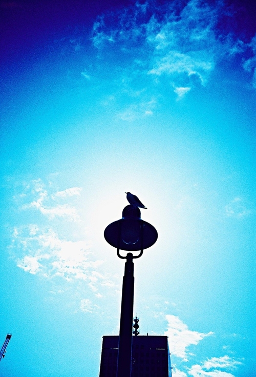 みなとみらいのカモメ