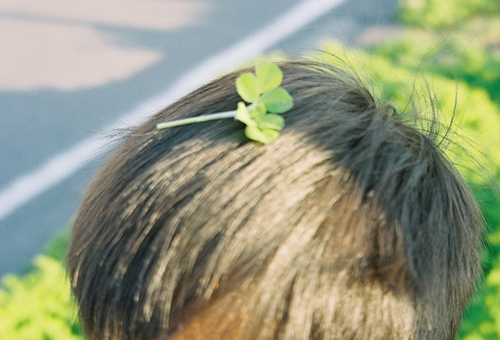 奄美大島のクローバー