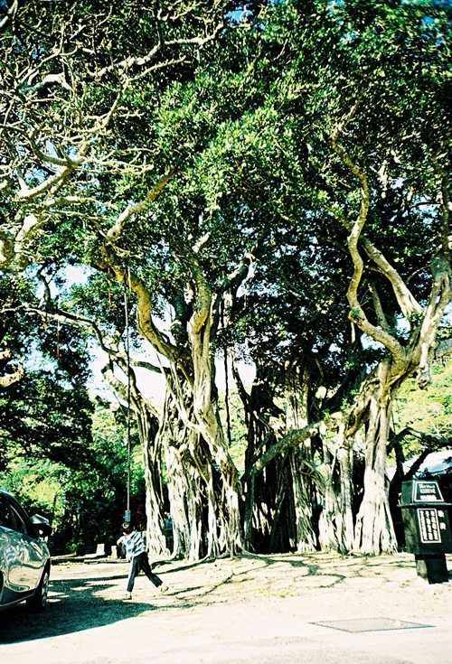 於斉のガジュマル