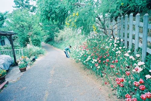 チューリップ祭り