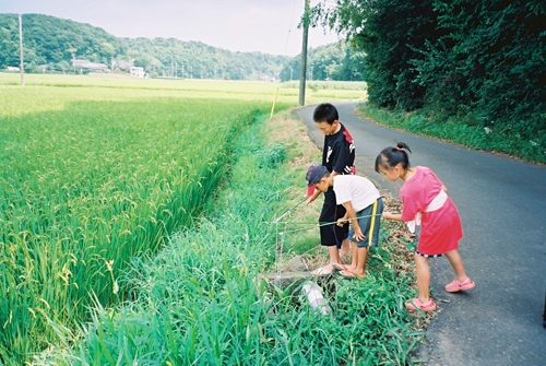 印旛沼でザリガニ釣り