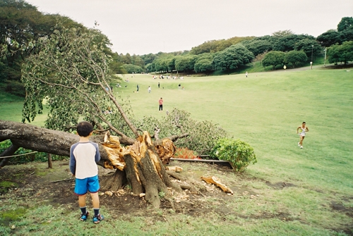 森林公園の木