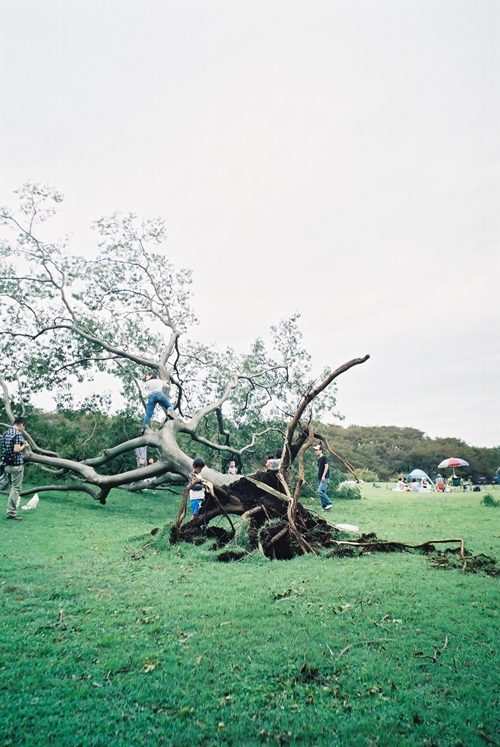 台風で木が倒れる