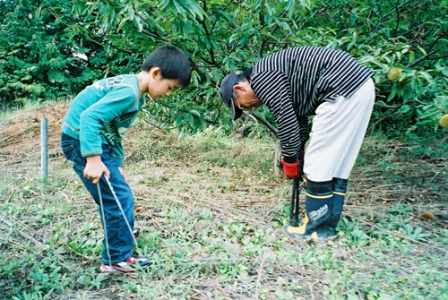 印旛村栗拾い