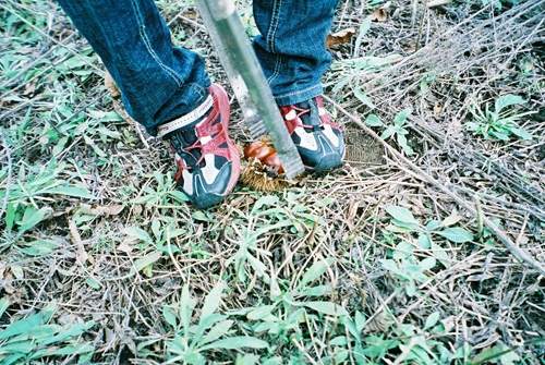 足で栗拾い