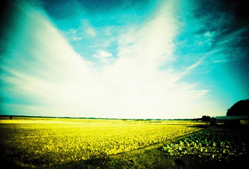 印旛村の田んぼ