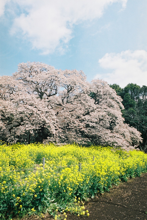 吉高の大桜