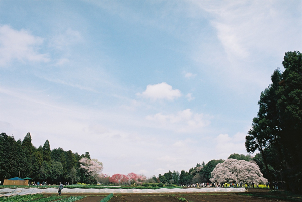 吉高の大桜周辺