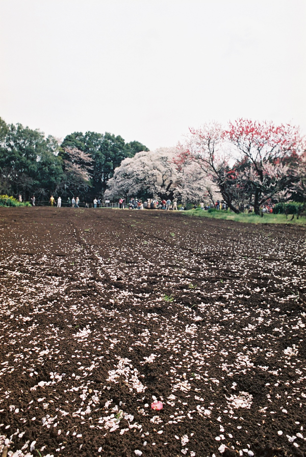 桜の花びらと畑の土