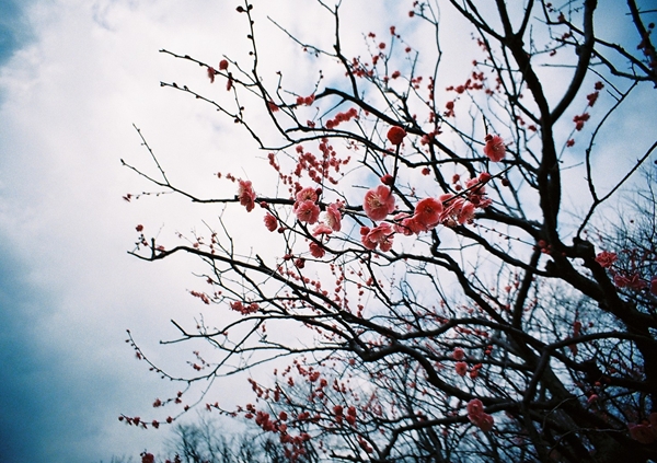 根岸森林公園の梅