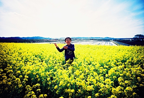 印旛村菜の花畑