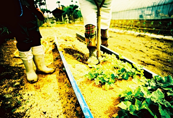 となりのおばちゃんちの畑