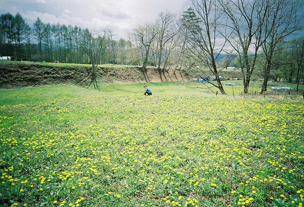 尖り石遺跡のタンポポ