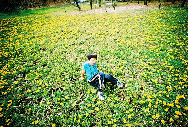 尖り石のタンポポ