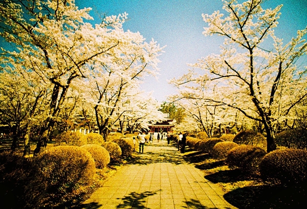 桜満開の聖光寺